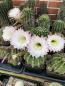 Preview: Echinopsis Hybr. rosa